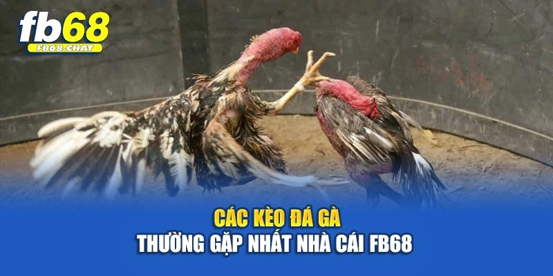 Các kèo đá gà thường gặp nhất nhà cái Fb68