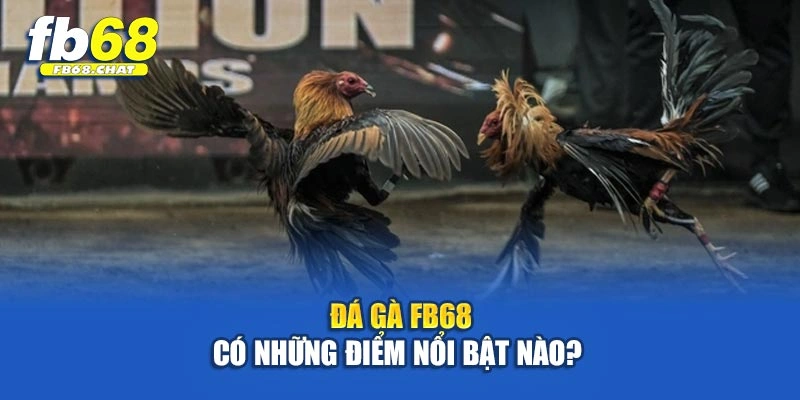 Đá gà Fb68 có những điểm nổi bật nào?