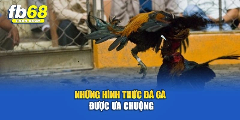 Những hình thức đá gà được ưa chuộng
